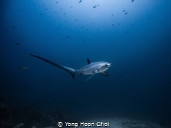 This rare and majestic thresher shark is only seen at Mon... by Yong Hoon Choi 
